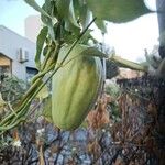 Araujia sericifera Frukt