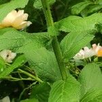 Campanula lactiflora पत्ता