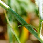 Lepidium latifolium Corteza