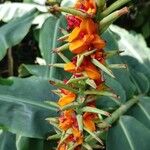 Hedychium gardnerianum Flower