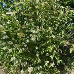 Cornus sanguineaFlower