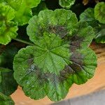 Pelargonium zonale Φύλλο