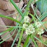 Cyperus luzulae Levél