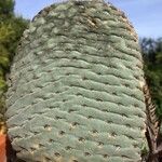 Opuntia basilaris 葉