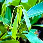 Cinnamomum burmanni Blad