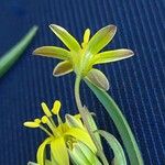 Gagea fragifera 葉