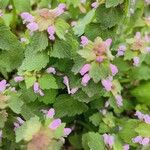 Lamium hybridumFiore