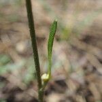 Ranunculus paludosus Leaf