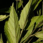 Sida cuspidata Hoja