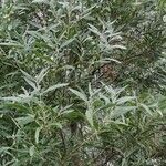 Acacia melanoxylon Облик