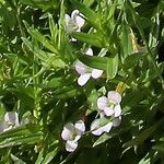 Gratiola officinalis Λουλούδι