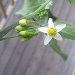 Solanum americanum 花