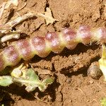 Raffenaldia primuloides Fruit