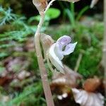 Epipogium aphyllum Floare