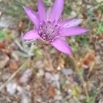 Xeranthemum annuum Blüte