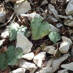 Cyclamen balearicum Leaf