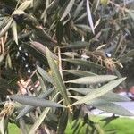 Olea europaea Folla