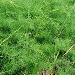 Asparagus tenuifolius অভ্যাস