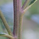 Vernonia gigantea Bark