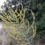 Verbascum pulverulentum ഇല