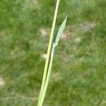 Phleum alpinum ഇല