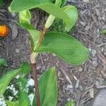 Commelina communis Blad