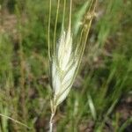 Triticum monococcum Inny