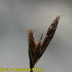 Carex mucronata Fruto