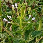 Cleome gynandra Blüte