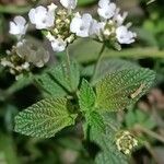 Lantana achyranthifolia Frunză