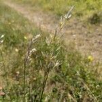 Avenula pubescens Fula