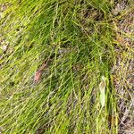 Carex eburnea आदत