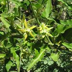 Morrenia odorata Flor
