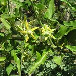 Morrenia odorata Flower