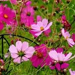 Cosmos bipinnatus Mosusu