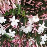 Jasminum polyanthum Žiedas