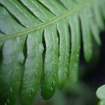 Pteris pteridioides Folio