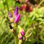 Drosera capensis Çiçek