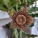 Orbea variegata Flower