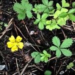 Potentilla reptans Blatt