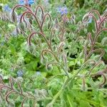 Borago officinalisКветка