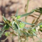 Euphorbia calyptrata Fruto