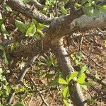 Commiphora madagascariensis Bark