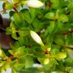 Fuchsia magellanica Flower