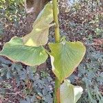 Cardiocrinum giganteum Hoja