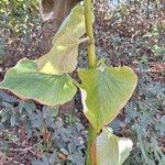 Cardiocrinum giganteum 葉