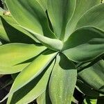 Agave attenuata পাতা