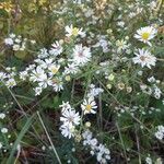 Symphyotrichum ericoidesBlomst