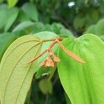 Bauhinia ungulata Other