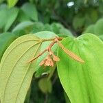 Bauhinia ungulata Muu